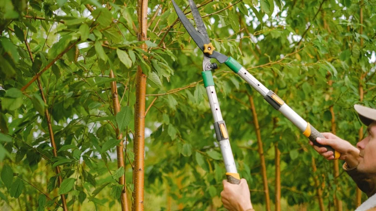 Taille de branches au jardin avec un coupe-branches